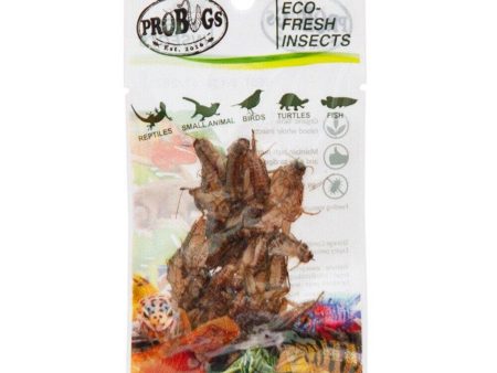 PRO BUGS CRICKETS 6G Online